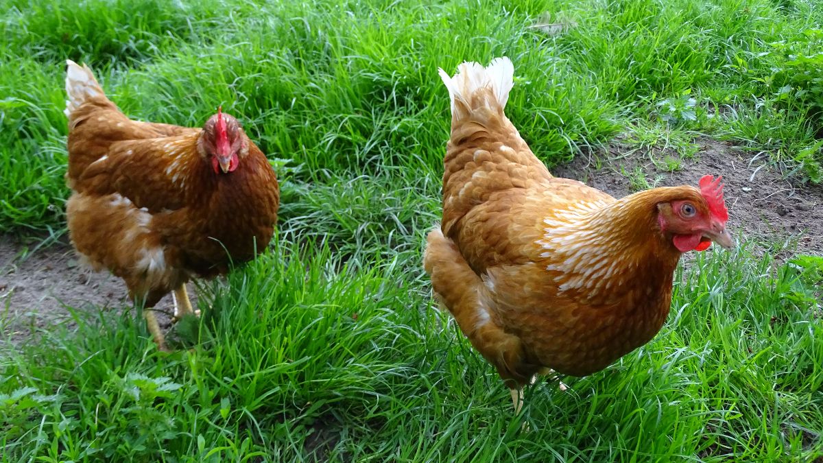 20 Nederlandse pluimveebedrijven besmet met LPAI H6