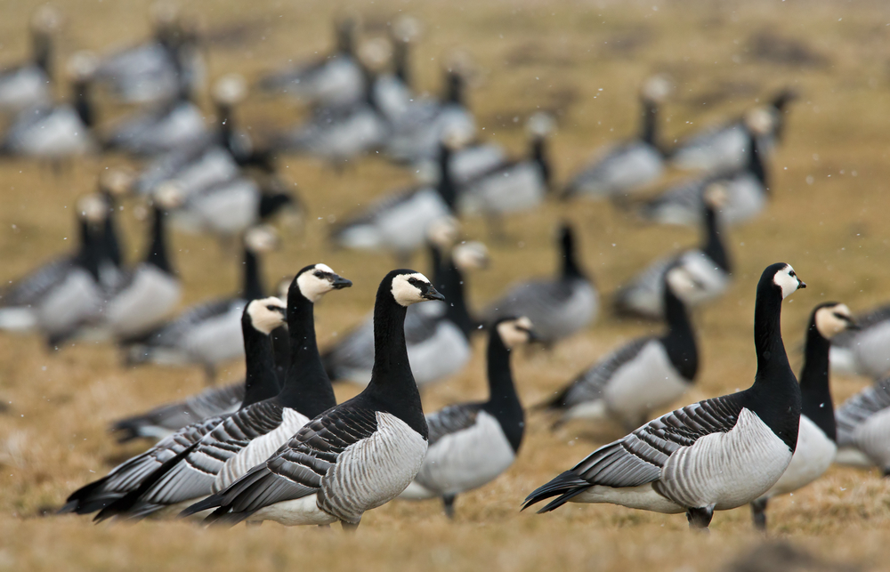 Aantal dode en zieke wilde vogels met vogelgriep stijgt aanzienlijk