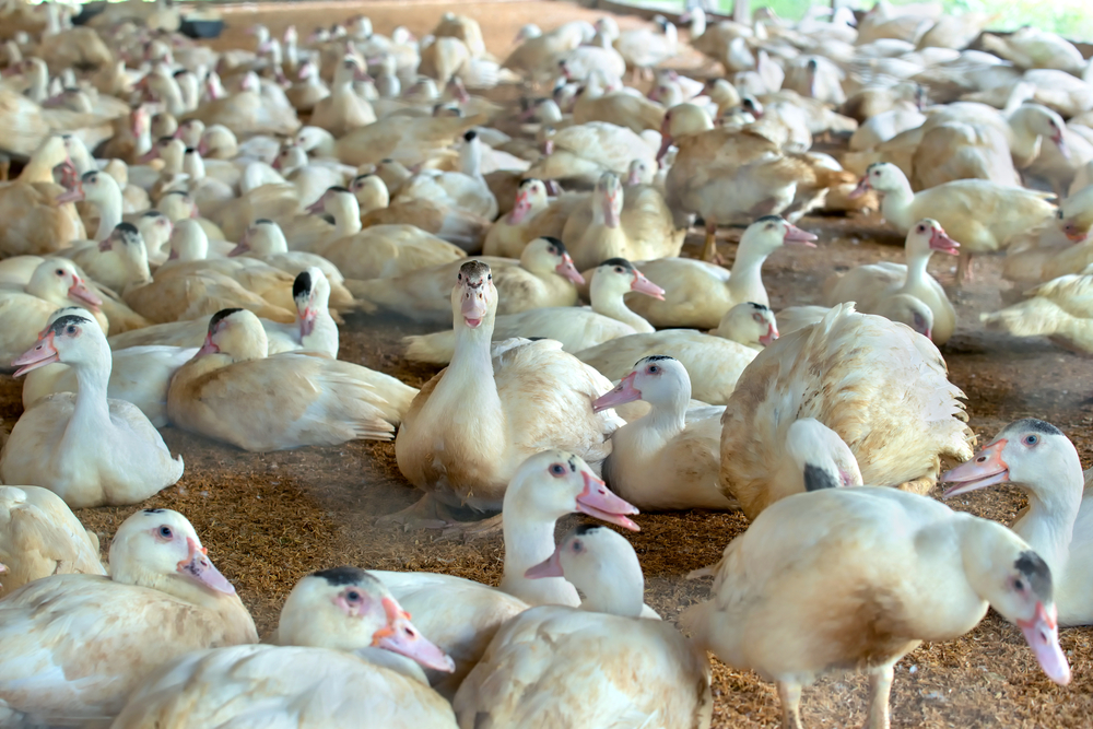 Aantal vogelgriephaarden in Frankrijk meer dan verdubbeld