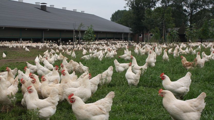 (+) Afschermplicht vervalt op donderdag 16 april - België herwint zijn ziektevrije status voor HPAI