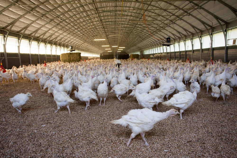 Aviaire influenza in de VS leidt tot ruimen van 50 miljoen kippen en kalkoenen