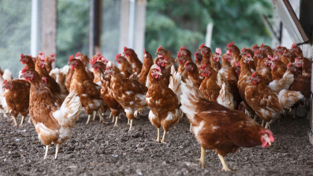 België stelt ophokplicht in voor geregistreerde houderijen