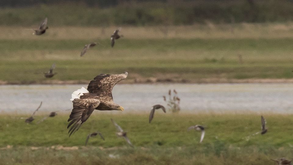 België vraagt "kritische verduidelijkingen" over Europese natuurherstelwet