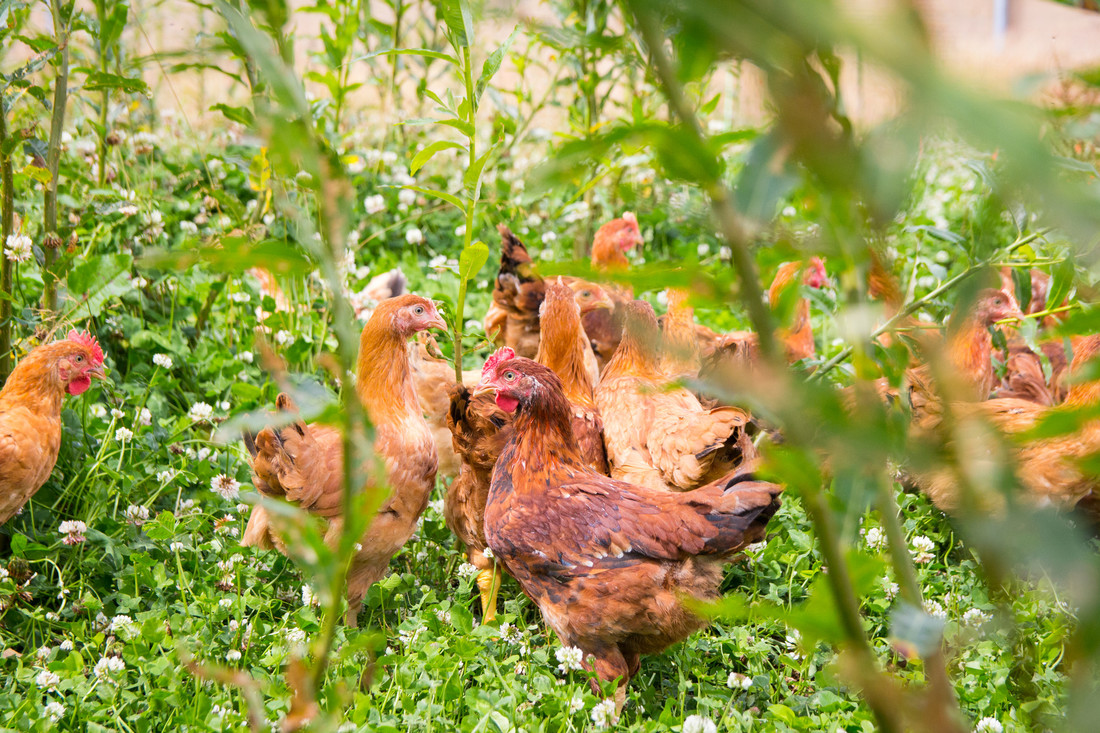 Betere productiviteit en dierenwelzijn als uitgangspunt bij ambitieus Europees onderzoek naar stressreductie bij leghennen
