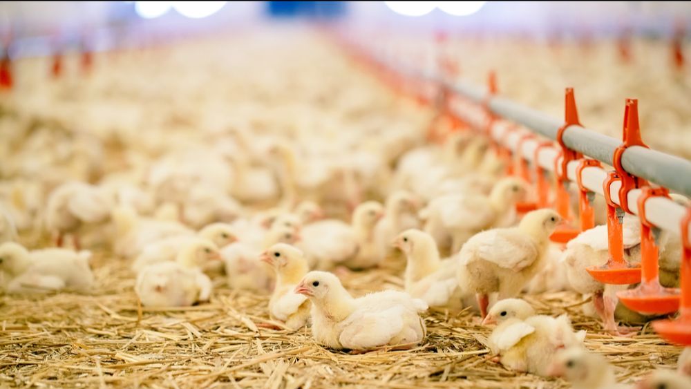 Bijdrage salmonella-interventiefonds opnieuw verlaagd 