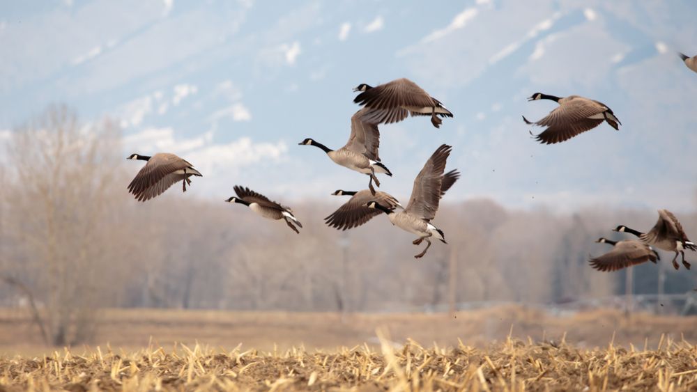 Bijkomende besmettingen bij wilde vogels