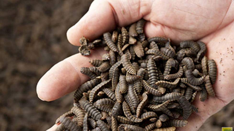Binnenkort mogelijks insecten in uw pluimveevoeder