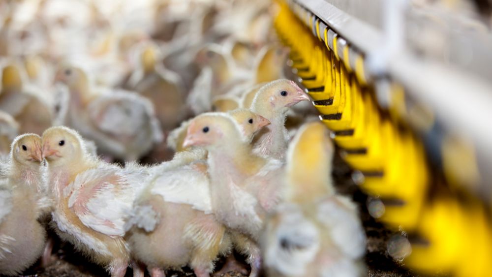 (+) Binnenkort voetzoollaesiesscores voor Vlaamse vleeskuikens