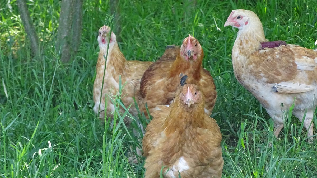 Bio een groeiende niche, waar pluimvee sterk vertegenwoordigd is