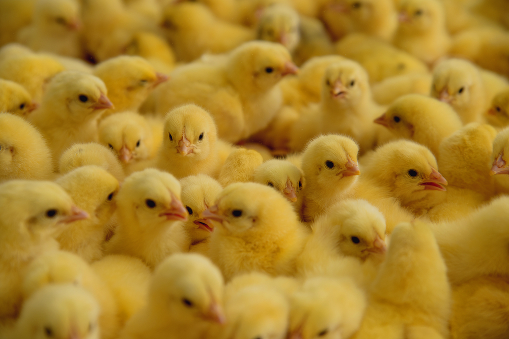 Blijvend enthousiaste opzetplanning leidt naar pijnlijke derde golf van overproductie 