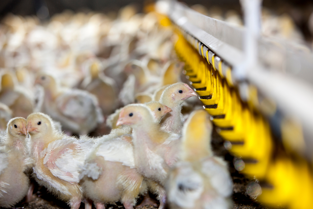 De teerling is geworpen, krokusakkoord biedt de pluimveehouderij een definitief maar wurgend stikstofkader