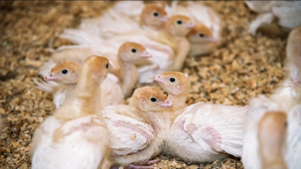 (+) Denemarken wil kalkoenen vaccineren tegen vogelgriep