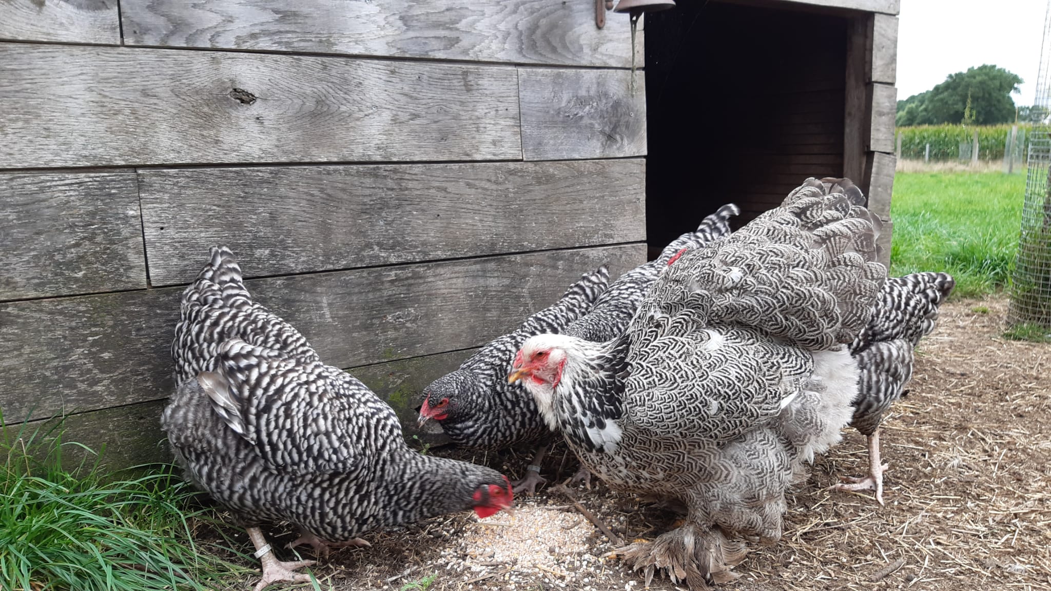Derde besmetting met HPAI H5N8 door aangekochte besmette dieren bij vogelhandelaar uit Menen