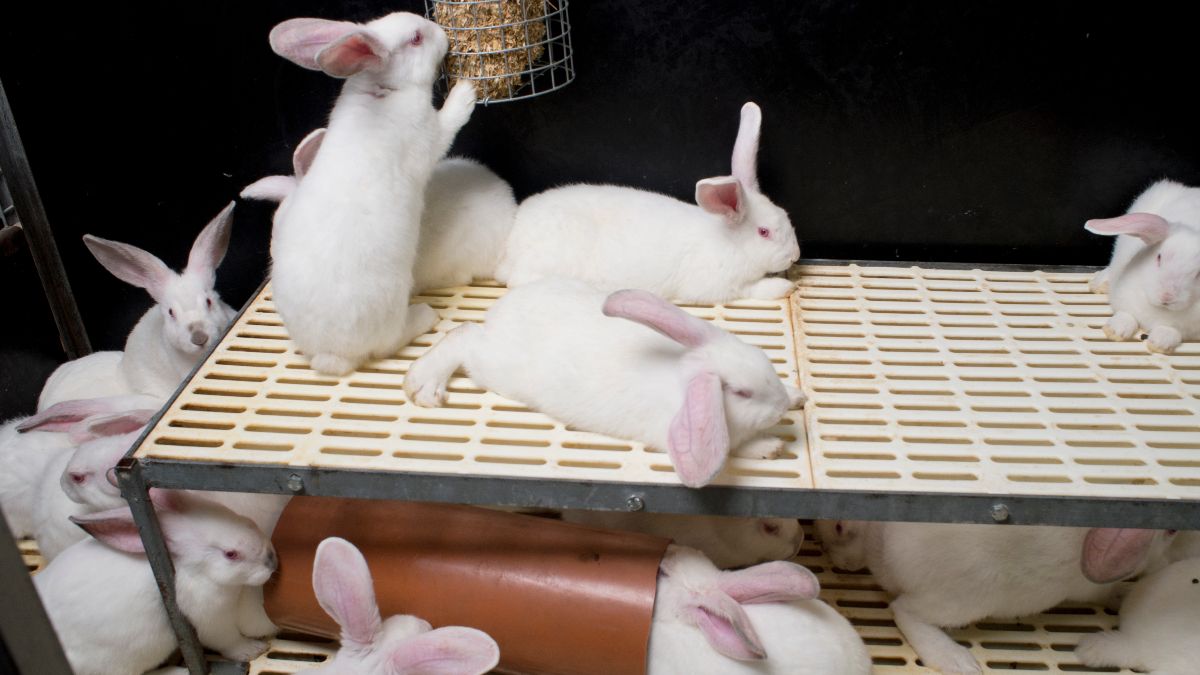 Deze week zet VLAM konijn als duurzame en hippe vleessoort in de kijker tijdens “De week van het konijn” (29 jan – 5 feb) - ondanks protest van dierenrechtenorganisaties