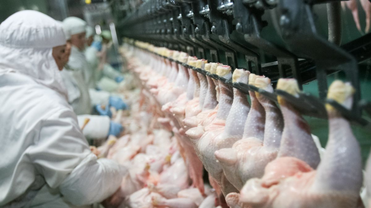 Doorstart failliete pluimveeverwerker GPS steeds onwaarschijnlijker