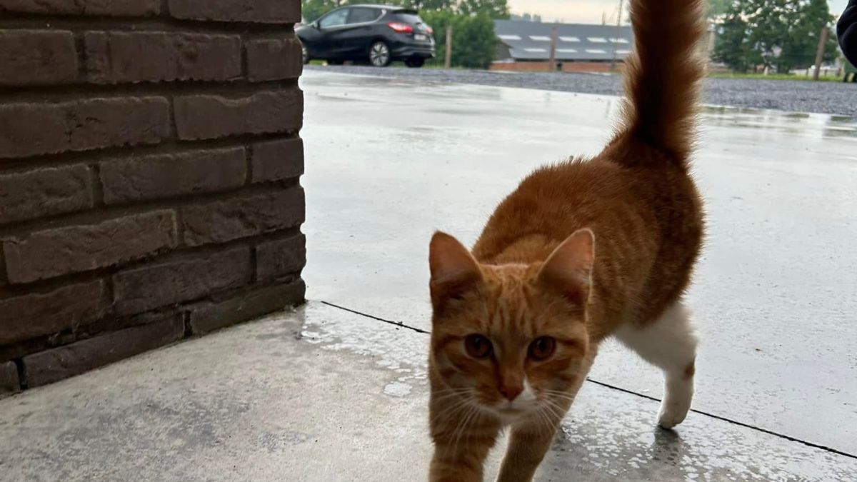 Eerste geregistreerd geval van vogelgriep bij katten in België