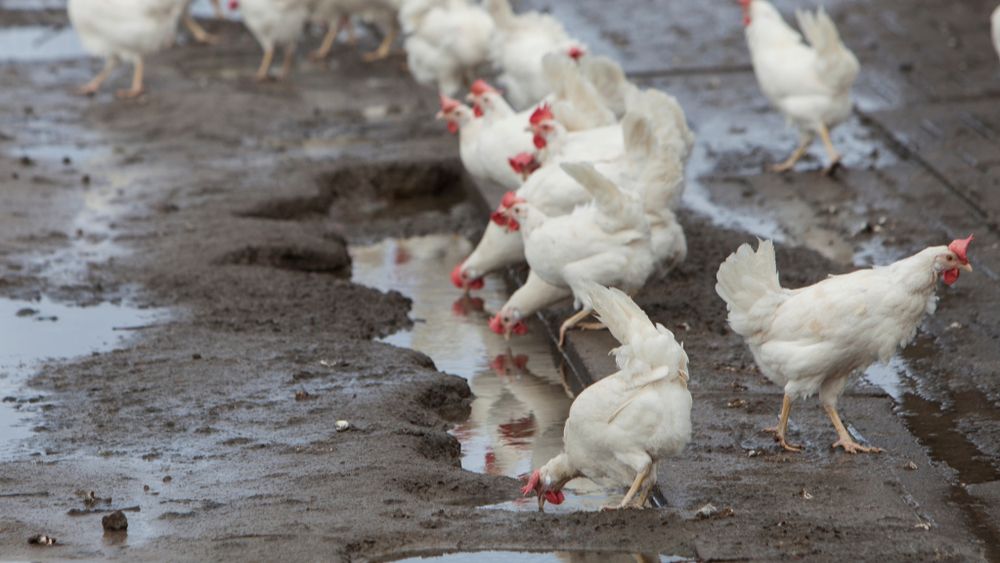 Eerste laserresultaten hoopvol in strijd tegen vogelgriep