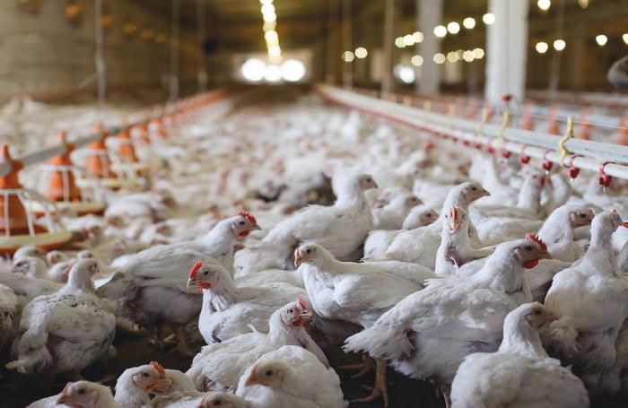 Eerste vogelgriepuitbraak op pluimveebedrijf in Frankrijk sinds januari