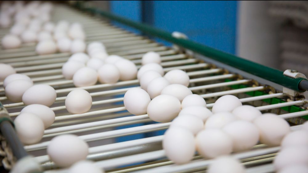 (+) Eierprijzen zetten daling in, maar vooruitzichten ogen positief