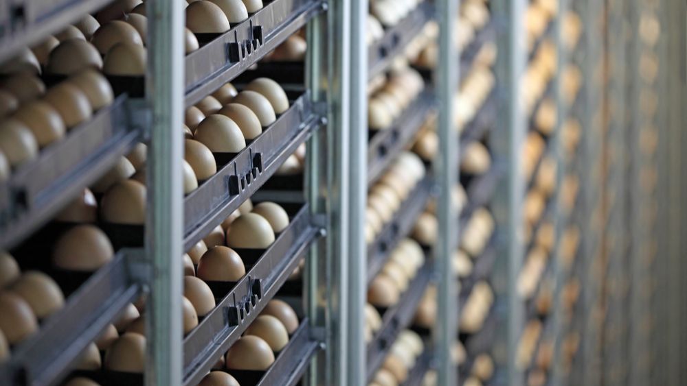 EU-export van broedeieren in de lift na crisisjaren