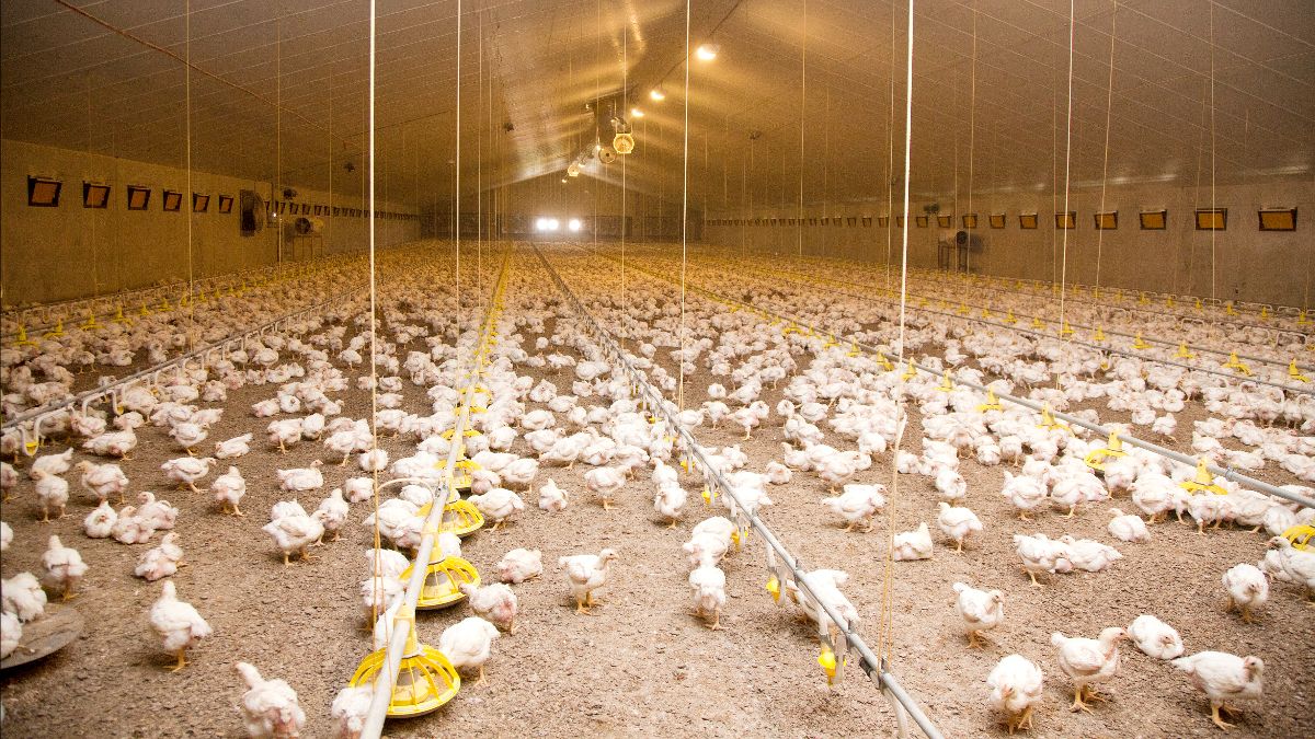 EU legt emissierichtlijn op boven de 40.000 vleeskuiken of 21.428 leghennen
