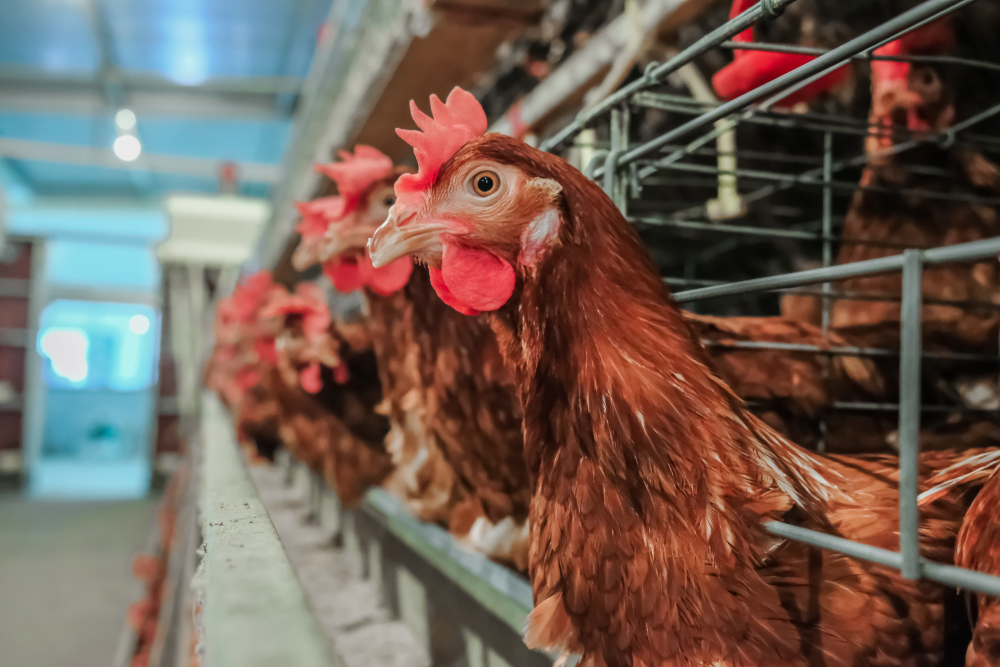 EU moet reageren op burgerinitatief 'Stop de kooien'
