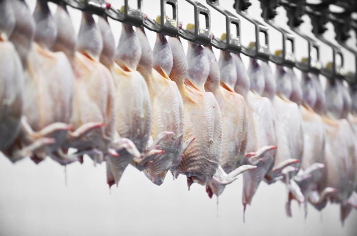 Europese pluimveesector trekt aan de alarmbel omtrent impact van COVID 19