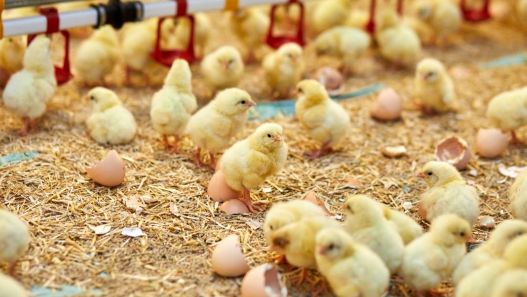 Europese pluimveevleessector lanceert duurzaamheidscharter