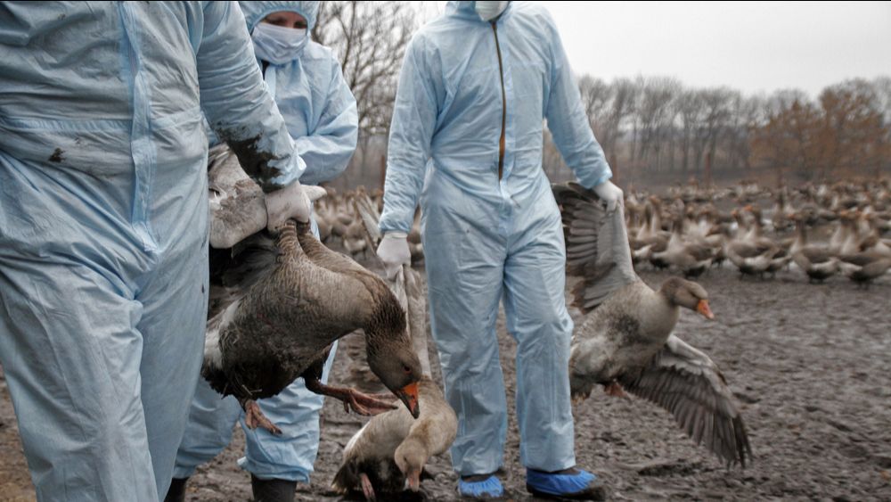 FAVV waarschuwt voor erg zwaar vogelgriepseizoen