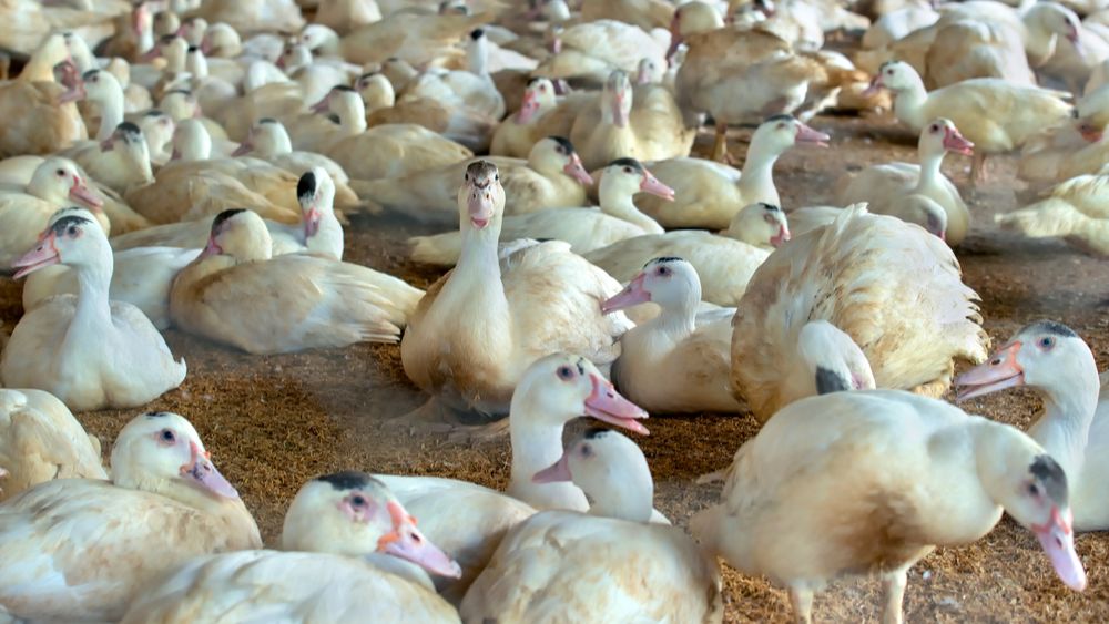 Frankrijk ruimt preventief 2,5 miljoen dieren wegens vogelgriep