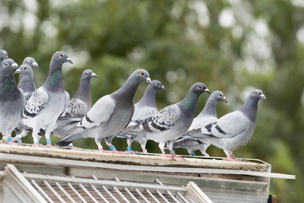 Geval van paramyxovirose bij duivenhouder te Doornik