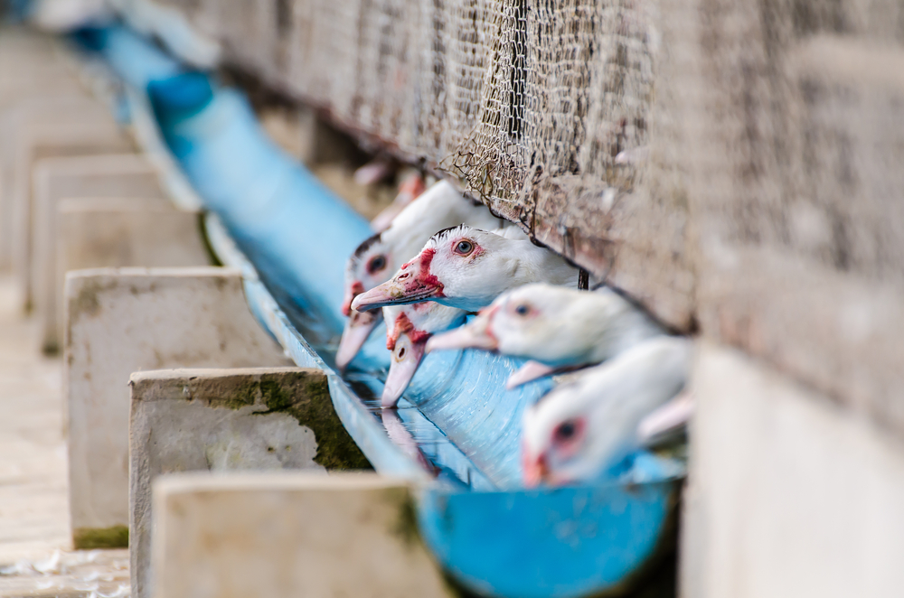 Grote opstoot van vogelgriep aan westkust Frankrijk
