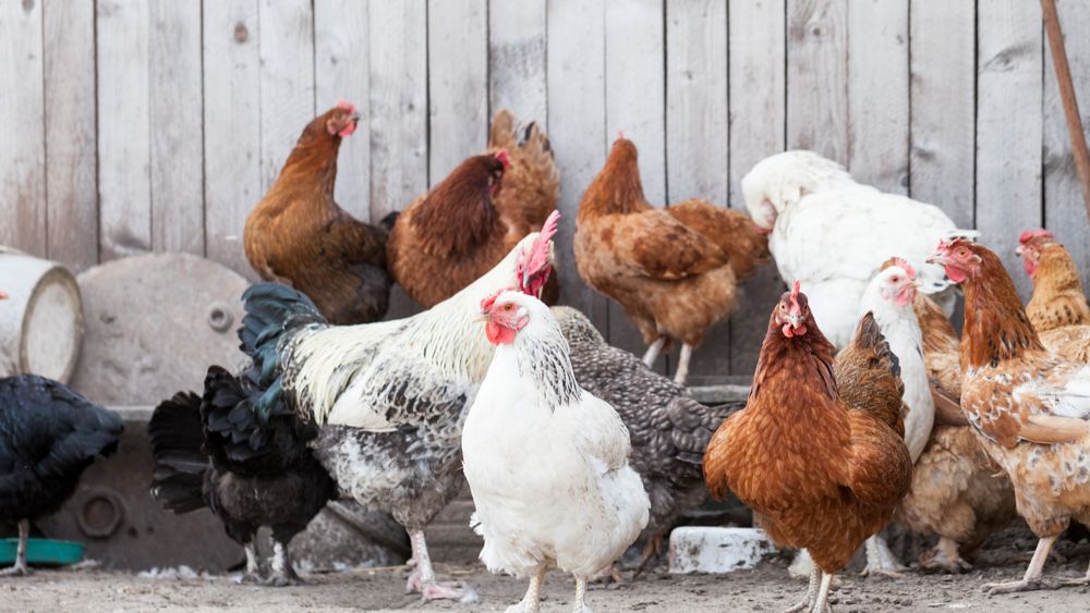 H5N1 ontdekt bij particuliere pluimveehouder in Oost-Vlaanderen