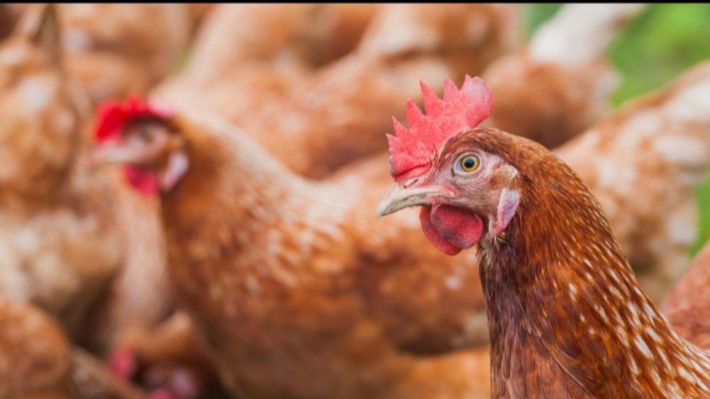 Hart van de pluimveesector opnieuw getroffen door vogelgriep