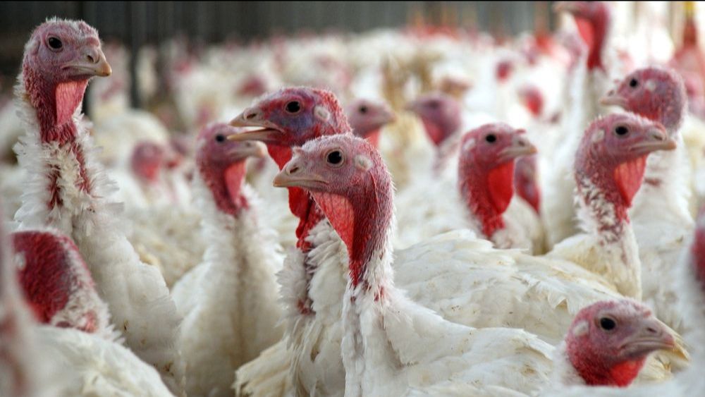 Helft Britse kerstkalkoenen met vrije uitloop gestorven of geruimd vanwege vogelgriep