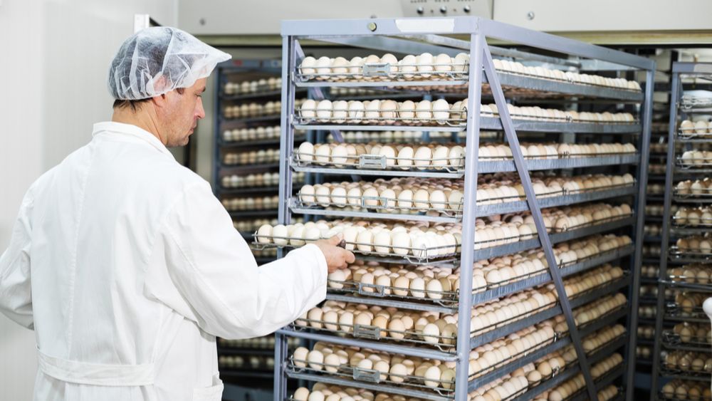 (+) Hendrix Genetics neemt Portugese broeierij Pintobar over