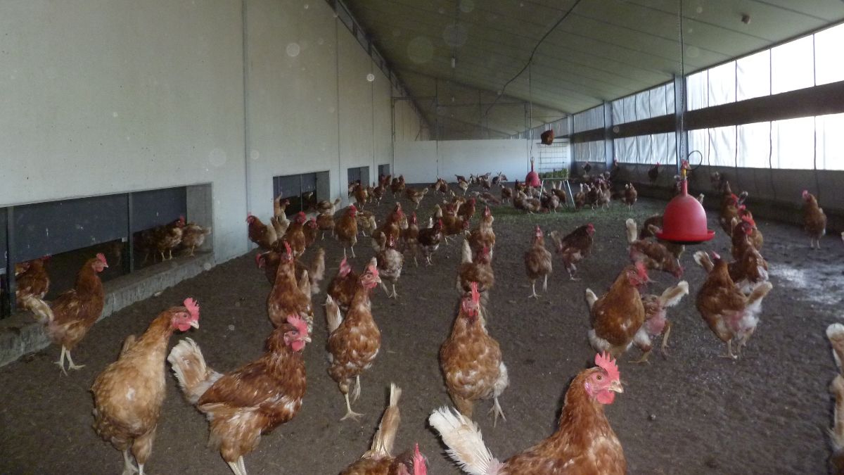 (+) Hoelang blijft de ophokplicht nog overeind?