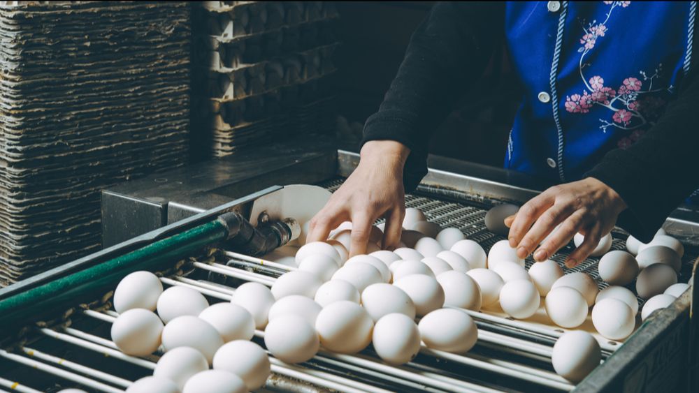 Hoofdverdachten fipronilaffaire kennen hun verdict