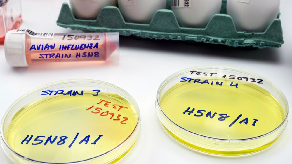 Hoogpathogene vogelgriep H5N8 aangetroffen bij handelaar uit Menen