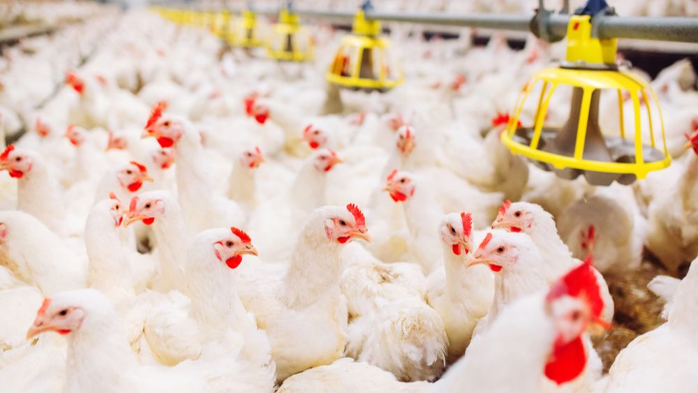 Hoogstraten opgeschrikt door uitbraak van het H5N1-virus