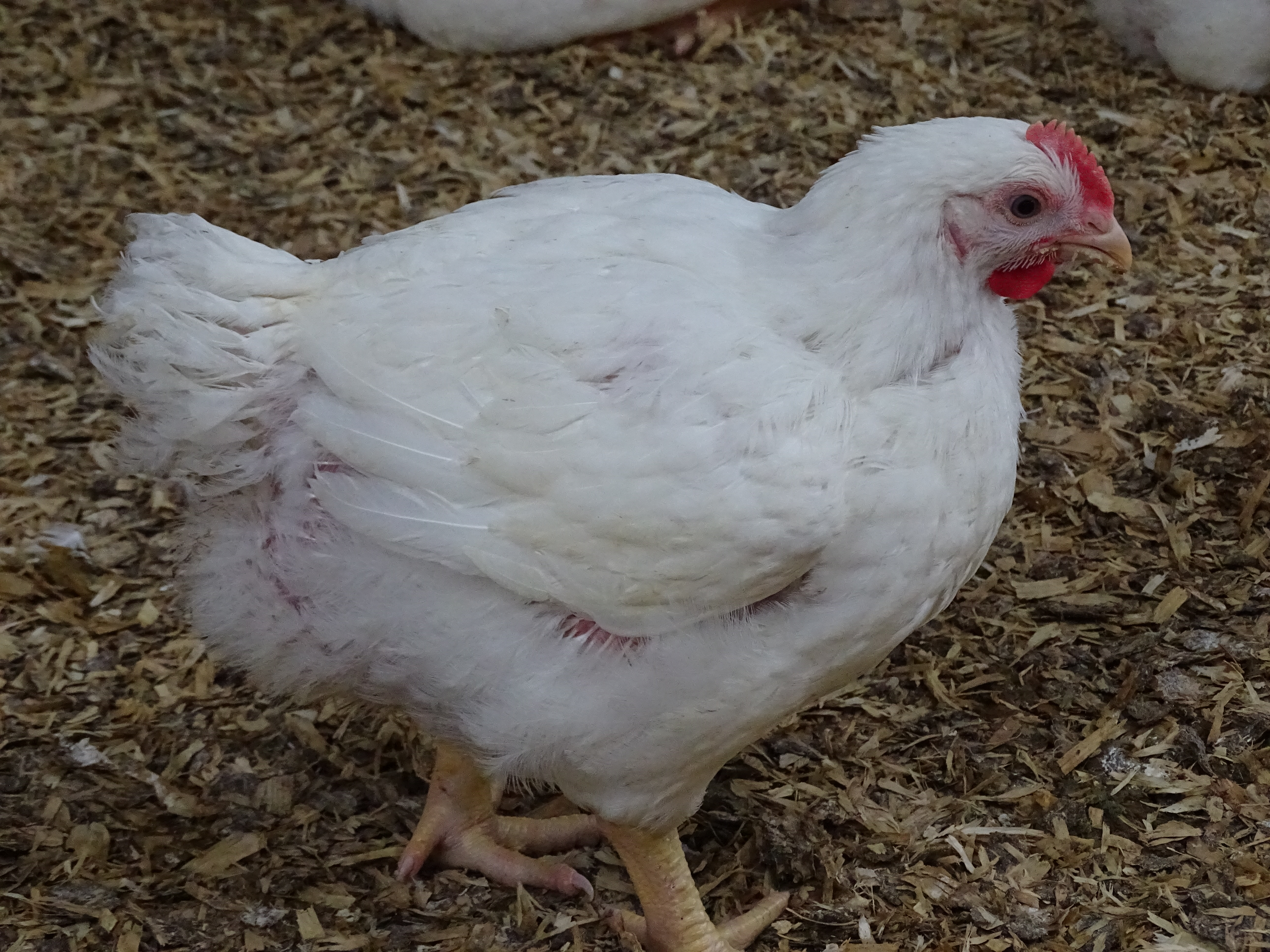 ILT gediagnosticeerd bij braadkippen in Meetjesland