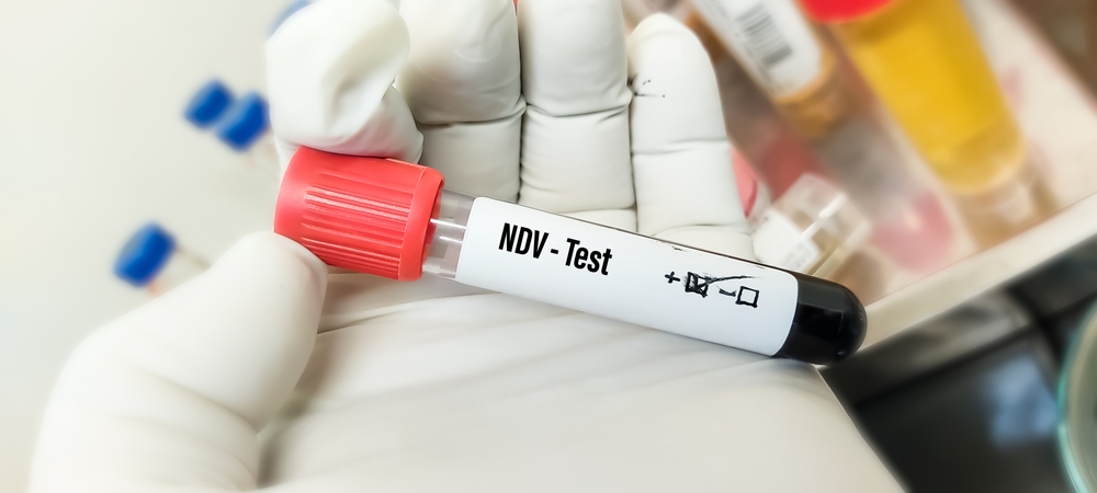 (+) Infectiedruk Newcastle disease sterk toegenomen