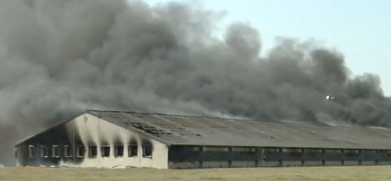 Kippenstal in Avekapelle volledig uitgebrand