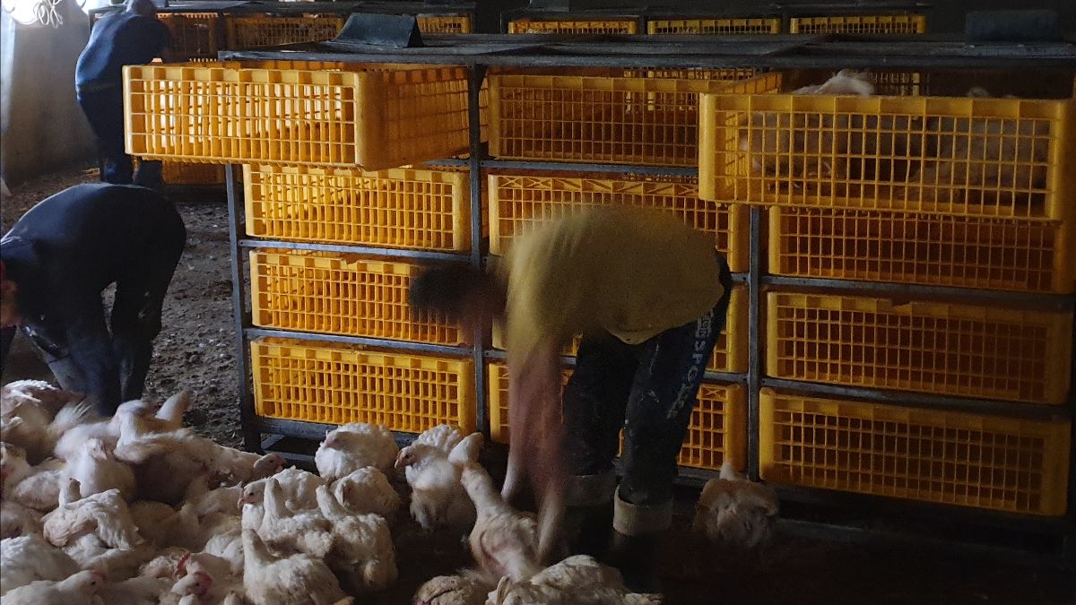 (+) Nederland verbiedt vangen van kippen aan de poten per 2027