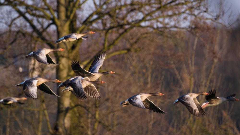 Neen, vogelgriep is niet de schuld van professionele pluimveehouderij