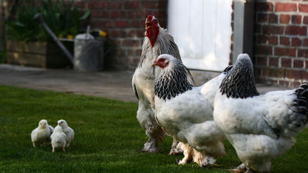 Nieuw geval van hoogpathogene vogelgriep H5N8 bij Waregemse handelaar