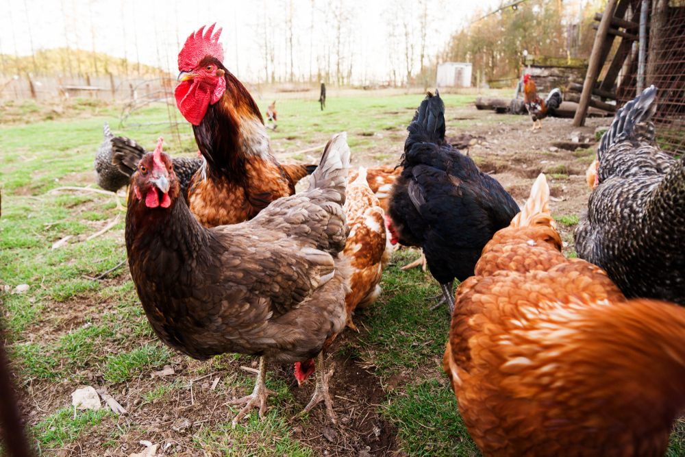 Nieuwe H5N8-vogelgriepvirusuitbraken na aankoop besmette dieren bij vogelhandelaar uit Menen