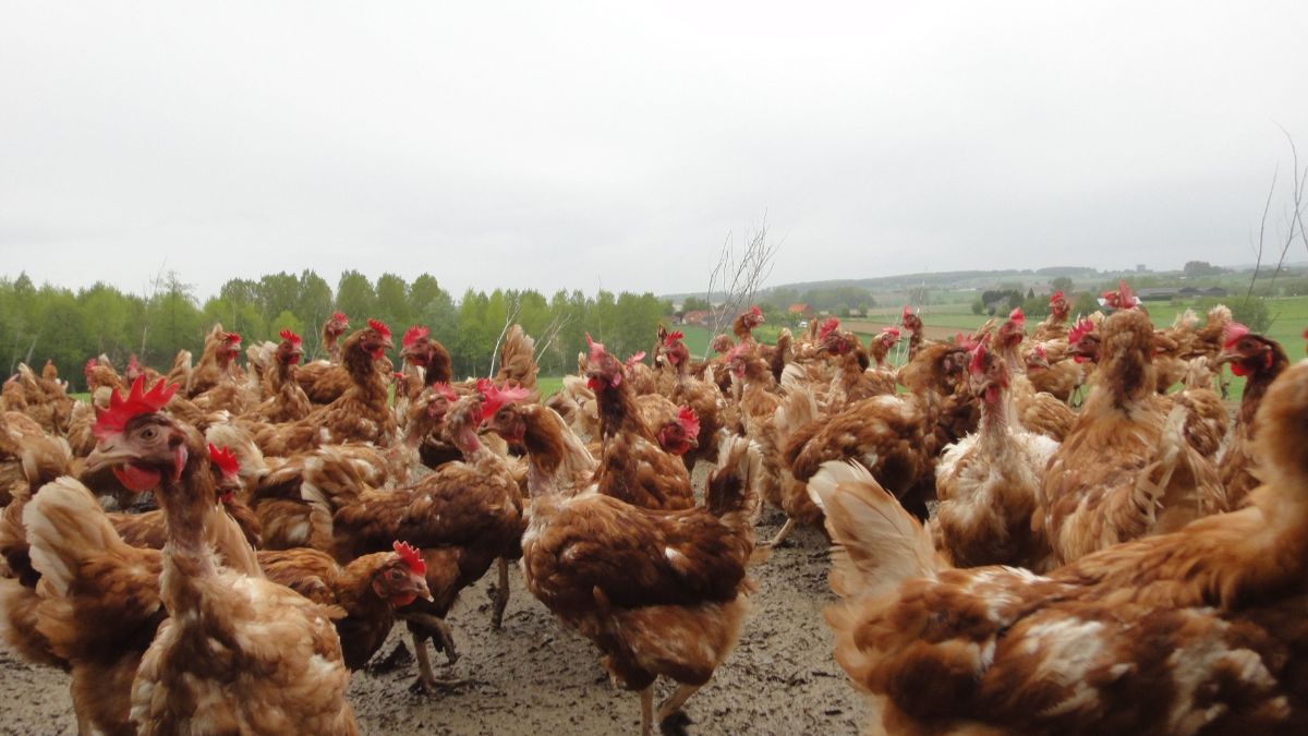 Nieuwe vogelgriepuitbraken op drie continenten