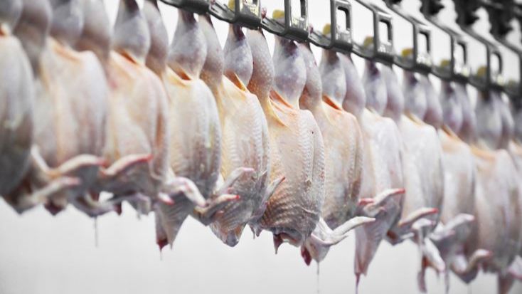 NVWA gaat volledig in de mist: pluimveeslachterijen vleuggellam gelegd en geladen pluimvee terug in de stallen gelost vanwege code rood