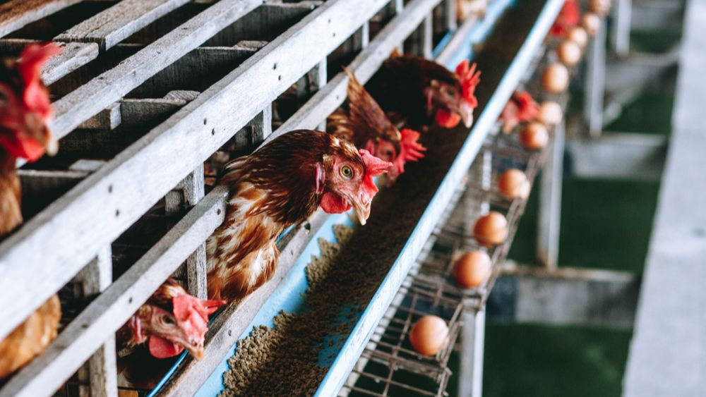 Oekraïne verantwoordelijk voor 61% van de Europese import aan eieren